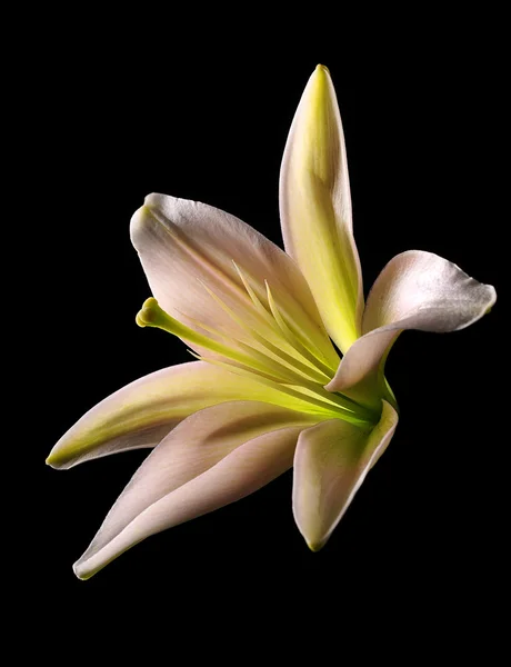 Lilja blomma på svart bakgrund — Stockfoto