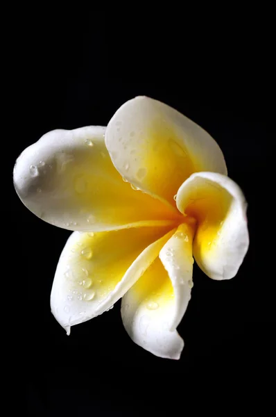 Weiße und gelbe Frangipani-Blume isoliert auf schwarz — Stockfoto