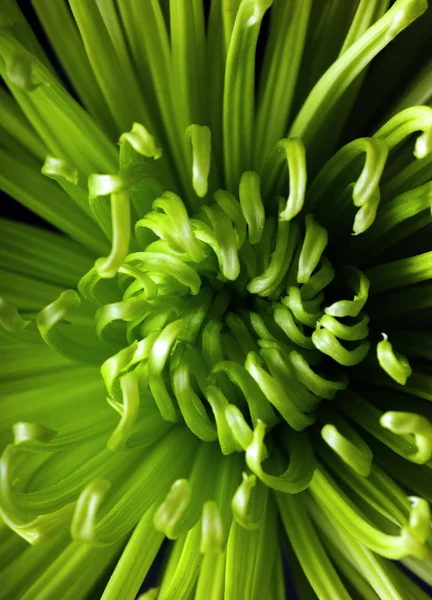 緑色のクモエネルギー菊の花 — ストック写真