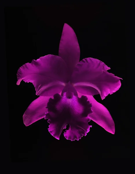 Docela fialová orchidej květina — Stock fotografie