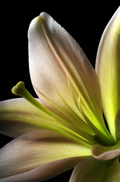 Lily flor e estame — Fotografia de Stock