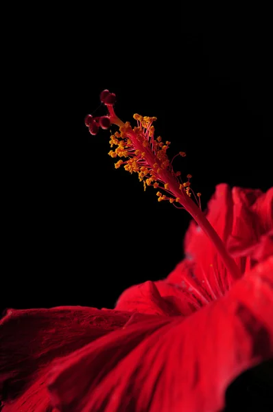 ハイビスカスの花のおしべ — ストック写真