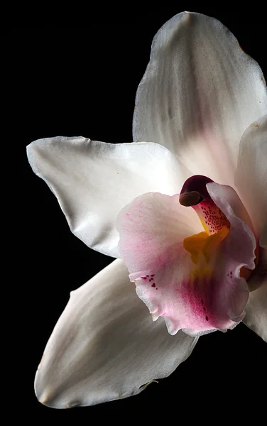 Fehér orchidea virág — Stock Fotó