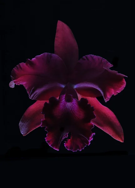 Bunte Orchideenblume — Stockfoto