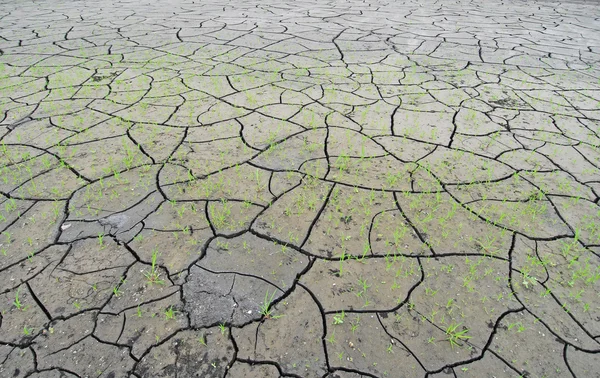 stock image New vegetation growth on dried up lake