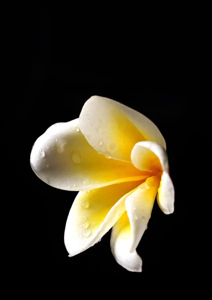 Belle fleur Frangipani isolée sur noir — Photo
