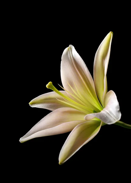 Lily blomma på svart — Stockfoto