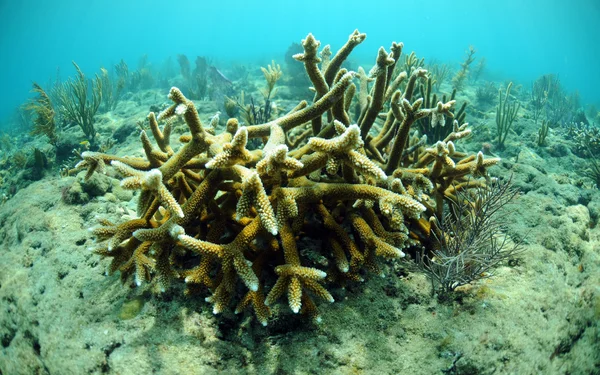 Coral do staghorn — Fotografia de Stock