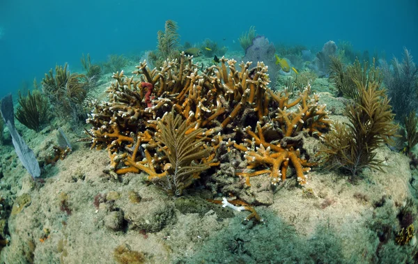 珊瑚和海扇水下 — 图库照片