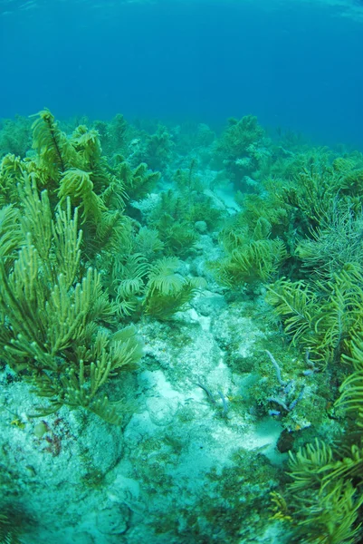 Gargonia पानी के नीचे — स्टॉक फ़ोटो, इमेज