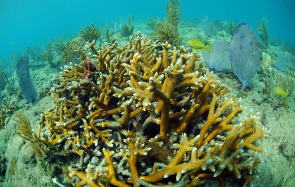 Staghorn koraal en zee fans — Stockfoto
