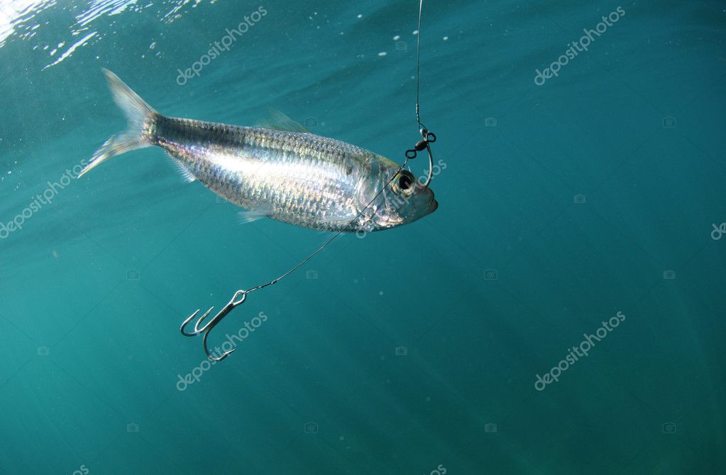 Pilchard fish bait on hook — Stock Photo © ftlaudgirl #10767632