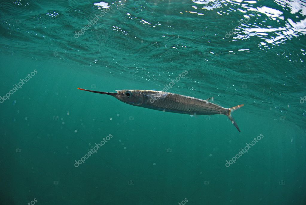 Ballyhoo fish swimming in ocean Stock Photo by ©ftlaudgirl 10767688