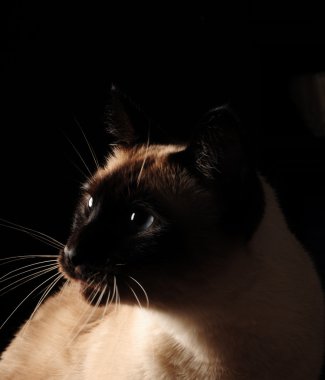 Cat isolated on black background clipart