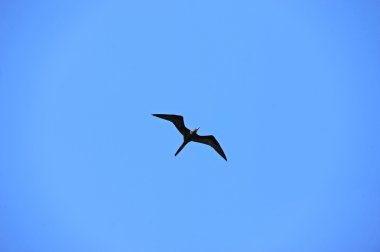 Frigate bird flying against clear blue sky clipart