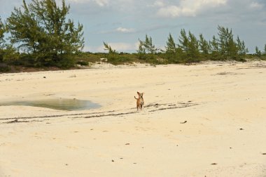 Happy dog running on beach in tropcial setting clipart