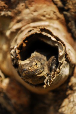 ağaç doğa dışarıda iguana gözatma baş