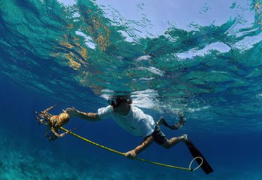 Man spearfishing for lobster in Bahamas clipart