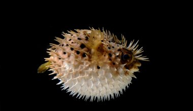 Puffed up puffer fish clipart