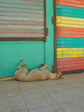 köpek uyurken