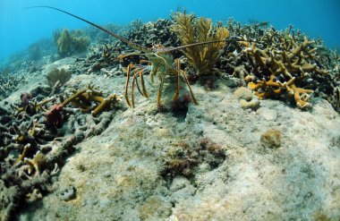 Underwater lobster clipart