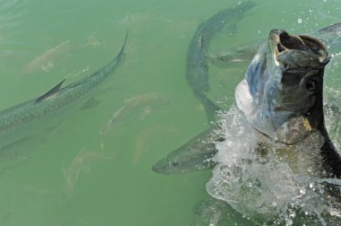Tarpon fish jumping out of water with other tarpons swimming nea clipart