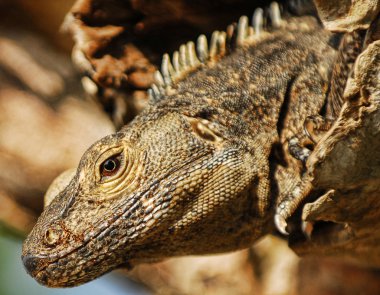 dışarı iguana gözatma başından ağaç