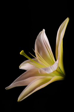 Close up lily flower clipart