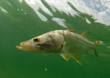 Snook fish underwater clipart
