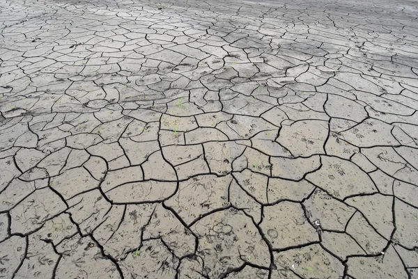 Stock image Cracked dry lake bed