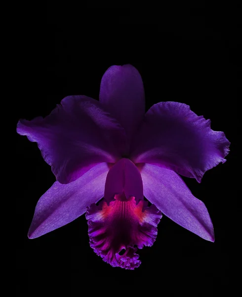 Lila orkidé isolerad på svart bakgrund — Stockfoto