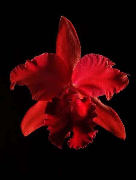 Hermosa flor de orquídea roja — Foto de Stock