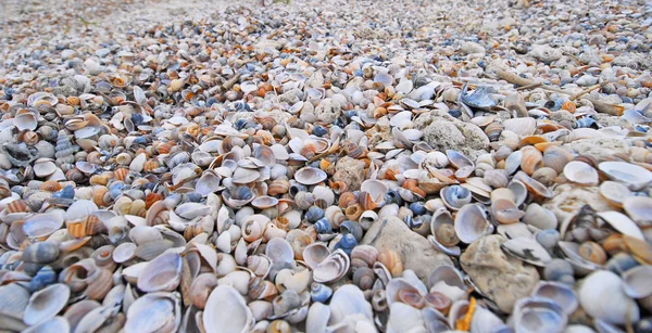 Many seashells — Stock Photo, Image