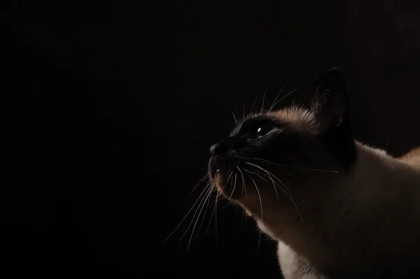 Симпатичная кошка на черном фоне — стоковое фото