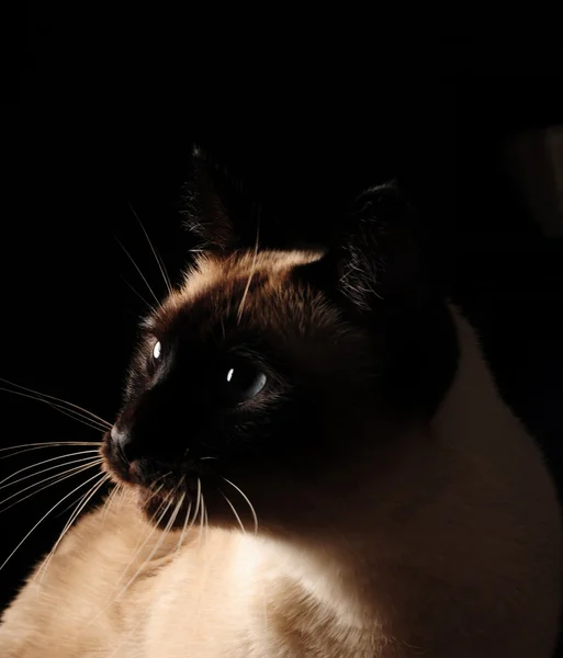 Kat geïsoleerd op zwarte achtergrond — Stockfoto
