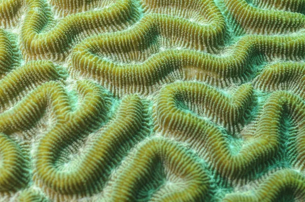 Koral tle — Zdjęcie stockowe