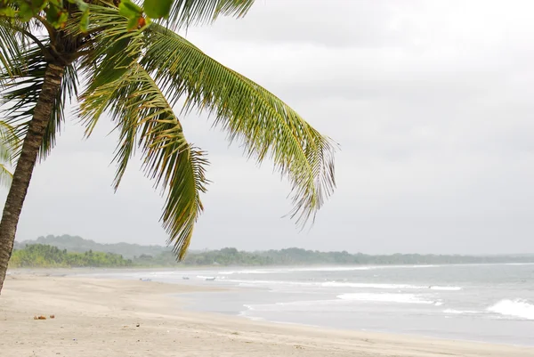 Beautiful beach and palm tree — Stock Photo, Image