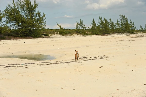 Glücklicher Hund läuft am Strand in tropischer Umgebung — Stockfoto