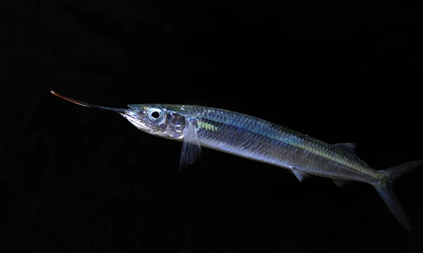 Ballyhoo fish isolated on black — Stock Photo, Image