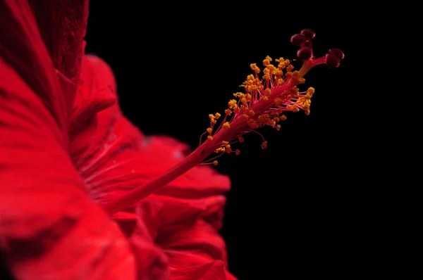 Rote Hibiskusblüte auf schwarzem Hintergrund — Stockfoto
