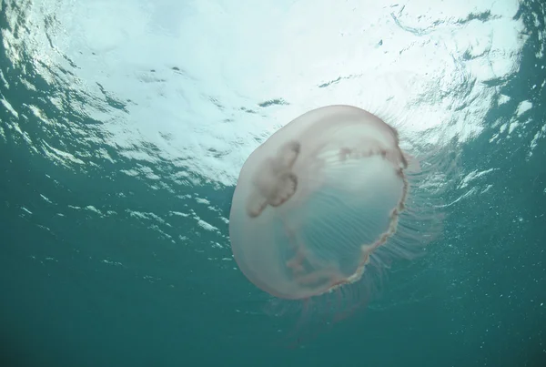 Jellyfish underwater — Stock Photo, Image