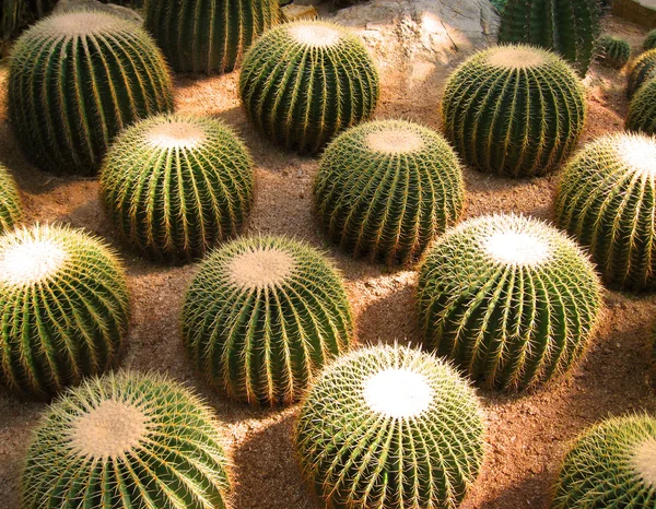 stock image Cactus