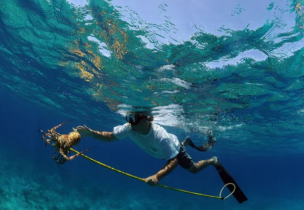 Człowiek spearfishing homar w Bahamy — Zdjęcie stockowe