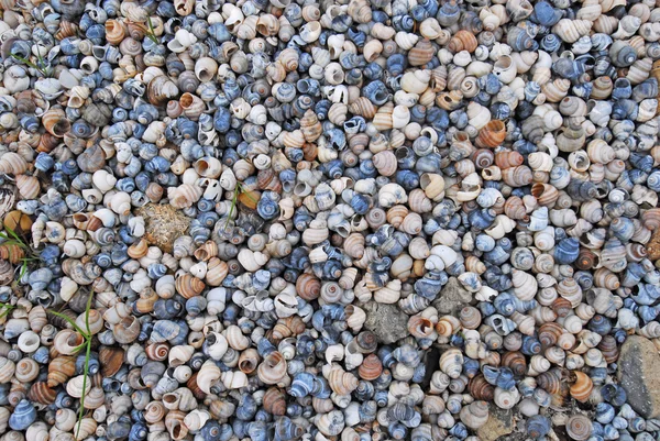 貝殻の多く — ストック写真