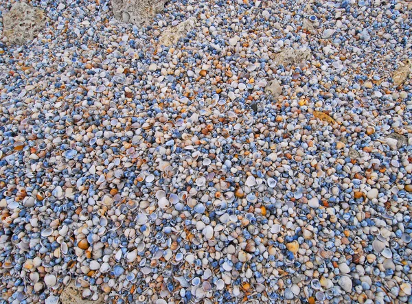 Lotes de conchas — Fotografia de Stock
