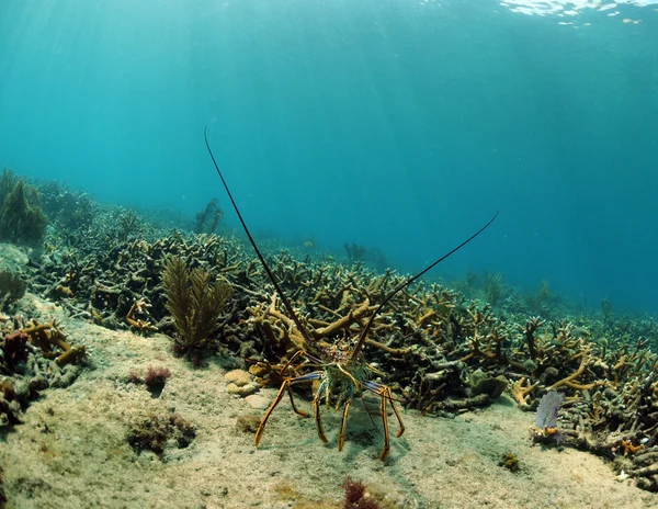 Лобстер на коралловом рифе — стоковое фото