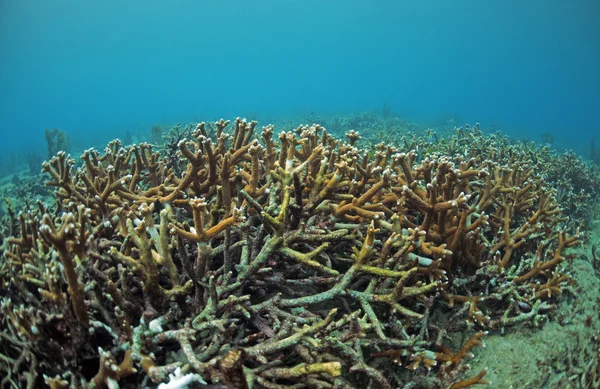 Staghorn κοραλλιών σε κοραλλιογενή ύφαλο στον Ατλαντικό Ωκεανό — Φωτογραφία Αρχείου