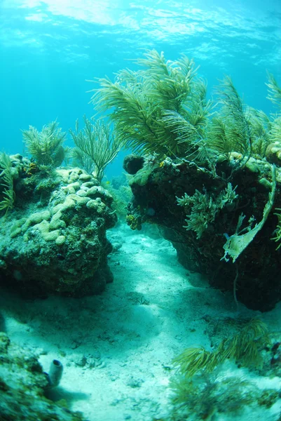 Merluzzi marini e piante gorgonie — Foto Stock