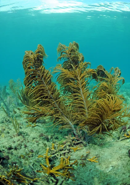 Beautiful underwater seascape — Stock Photo, Image