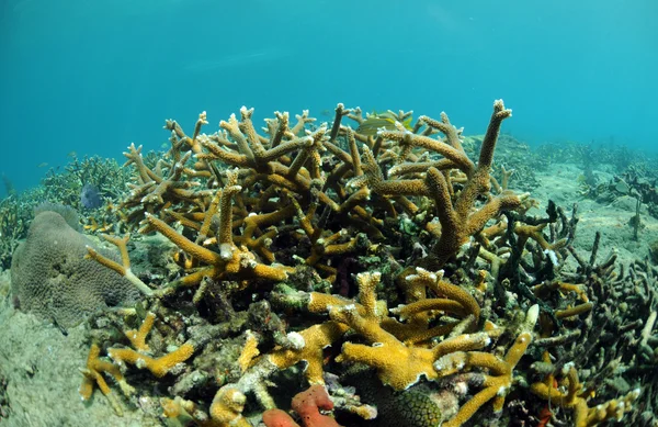 Tropcial deniz manzarası ile staghorn mercan — Stok fotoğraf